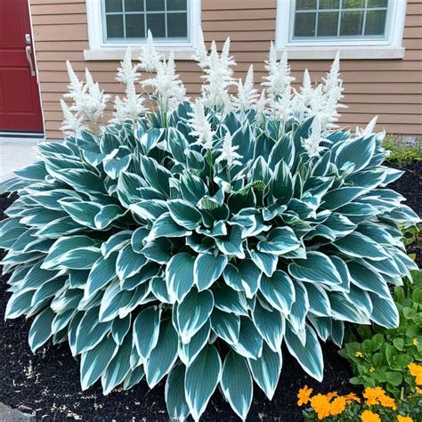 Ultimate Hosta Care Guide: Best Tips for Growing, Buying, and ...