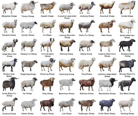 A cool guide of breeds of sheep : r/coolguides