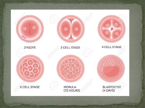 Conception Process Step by Step 的图像结果