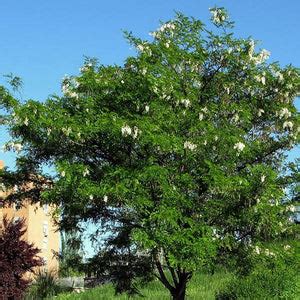 Buy Robinia Pseudoacacia, Black Locust - 0.5 kg Seeds online from ...
