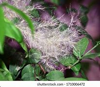 Image result for Flowers That Look Like Feathers
