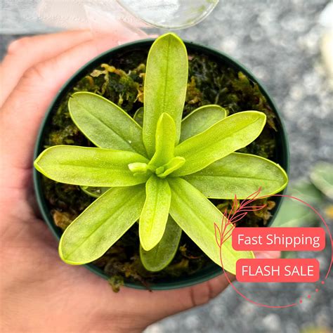 Butterwort Live Plant | Primrose Butterwort Carnivorous Plants | House ...