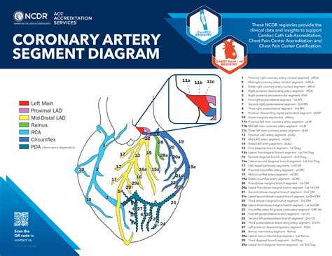 Coronary Anatomy Diagram Poster Request Form