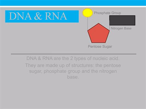 Image result for RNA DNA Explained