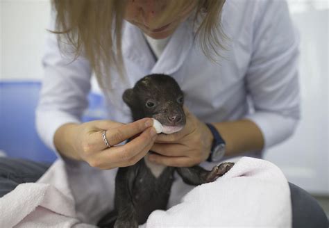 Rescue Bear Cubs Mi and Tam - FOUR PAWS International - Animal Welfare ...
