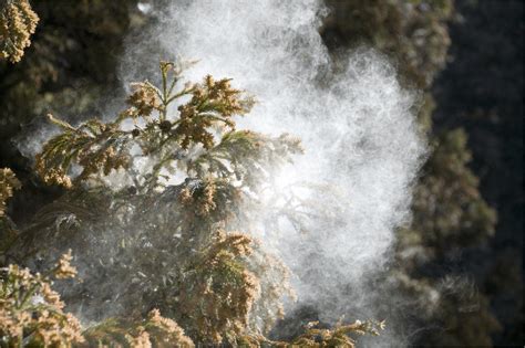 Pollen Effect & Solution| Air Purifier for Pollen Season | Daikin India