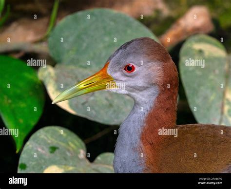 Female Giant wood rail Aramides ypecaha Stock Photo - Alamy