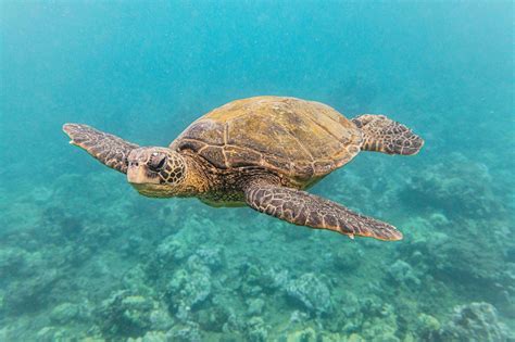 Image result for Turtle Programming Tutorial