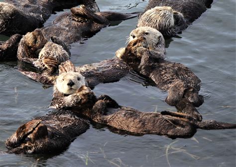 10+ Cutest Otter Sleeping Holding Hands Photos That Will Melt Your Heart