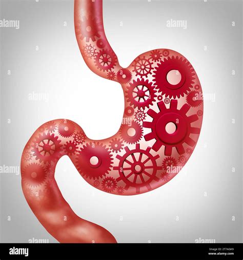 Digestion Process