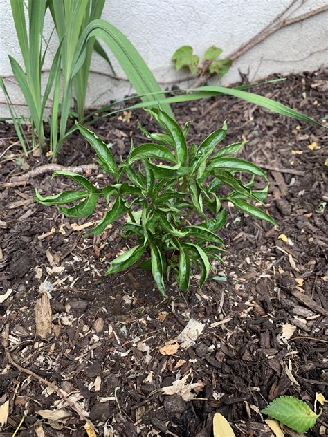 What's wrong with my peony? Leaves are curled, otherwise looks great ...