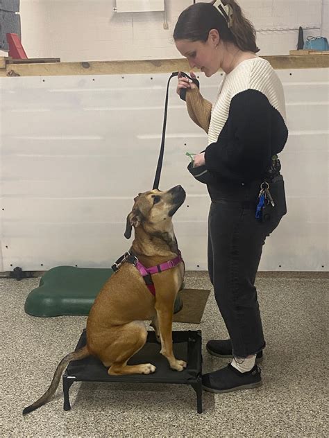 Train Your Pet with Experts - All Paws Retreat