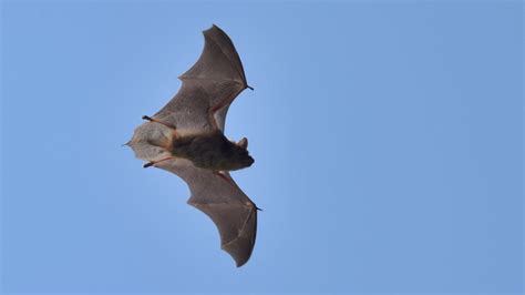Hibernating Bat