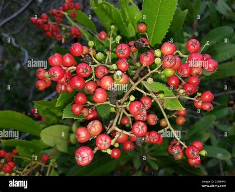 Toyon (Heteromeles arbutifolia) Plantae Stock Photo - Alamy