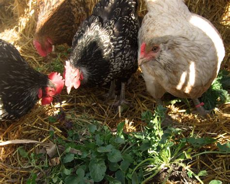 Spring Chickens 11 的图像结果