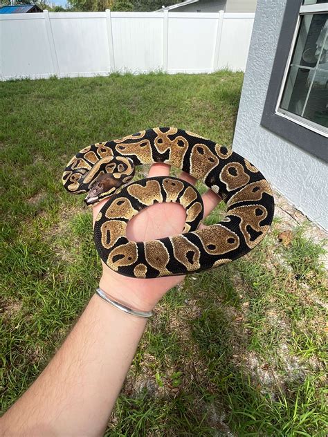 Image result for Albino Snake Ball Python