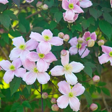 Types of clematis how to identify yours – Artofit