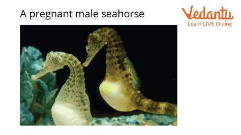Seahorse Facts for Kids: Key Terms & Fun Insights Explained