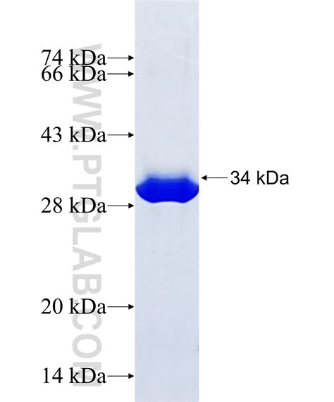 VAPA Fusion Protein Ag7819 | Proteintech