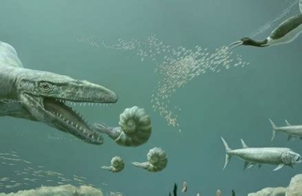 Image result for Dolphin Evolution