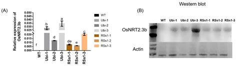 Overexpression of the High-Affinity Nitrate Transporter OsNRT2.3b ...