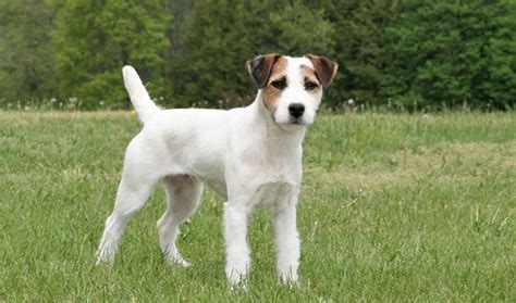 Jack Russell Terrier vs Catahoula Cur - Breed Comparison