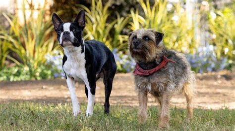 Rezultat imagine pentru Dogs Programmes