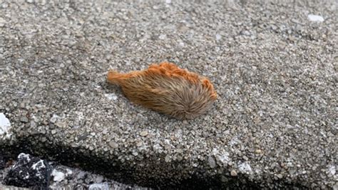Puss caterpillar leaves its mark on Odessa woman after outdoor workout ...