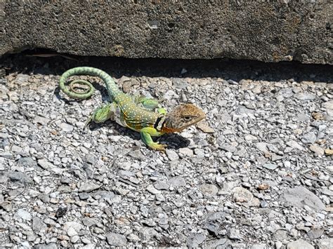 Image result for Eastern Collared Lizard