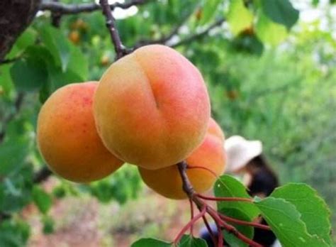 杏子的功效与作用 杏子吃多了会怎么样-水果大全