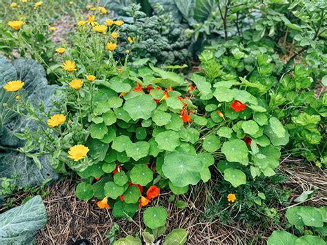 5 Best (and 3 Worst) Companion Plants for Tomatoes