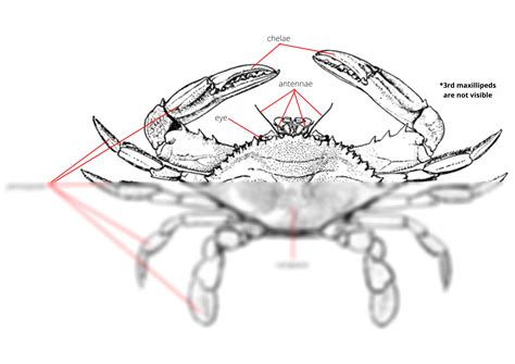 Phylum Of Crab