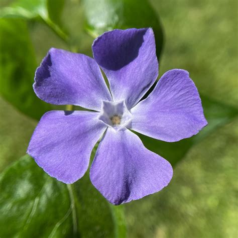 Vinca Major Ground Cover
