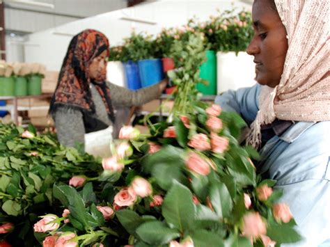 African Agriculture 的图像结果