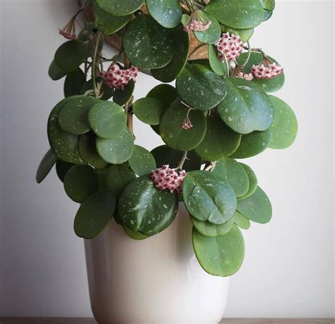 10 types of hoya plant varieties to grow indoors – Artofit