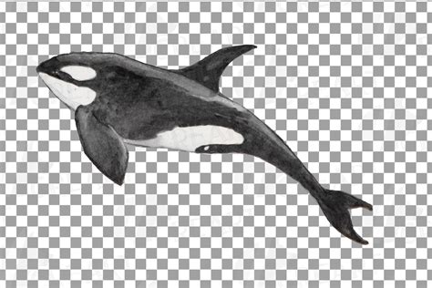 Orca family watercolor clip art pack, killer whales decor (217294 ...