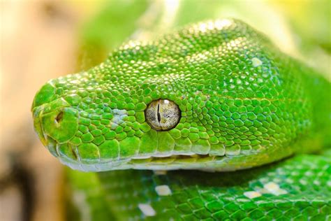 Snake Face Green New Species Of 'emerald Green' Snake Discovered In