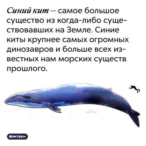 Символ синий кит: Кит – символ и тотем