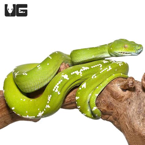 Image result for Green Tree Python Kit