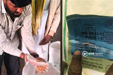 MP Farmers receive weevil-ridden seeds under Beej Gram Scheme