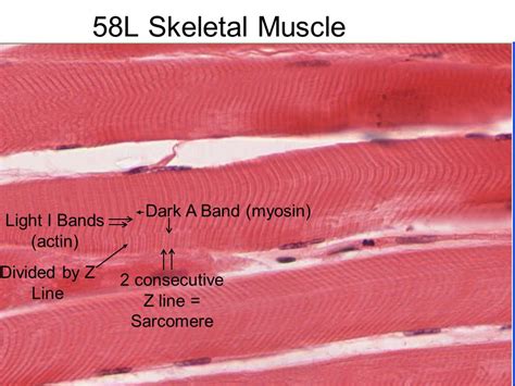 Image result for Muscle Fiber Z-Line