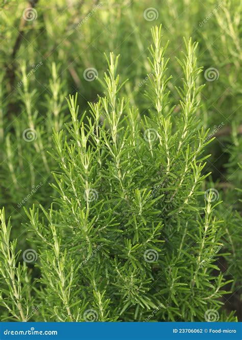 Rosemary plant stock photo. Image of plantation, color - 23706062