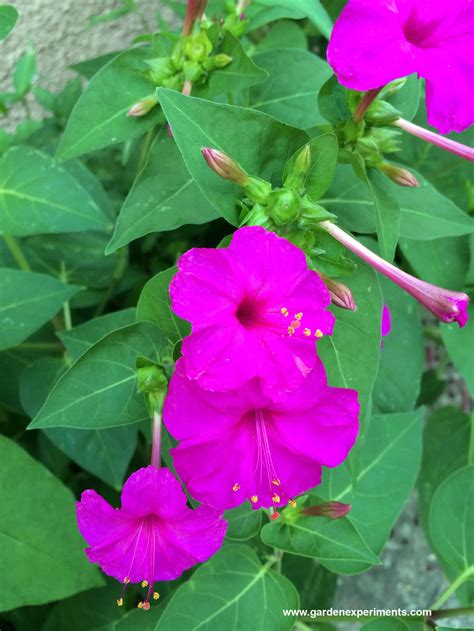 Plant 4 O'clock Flowers