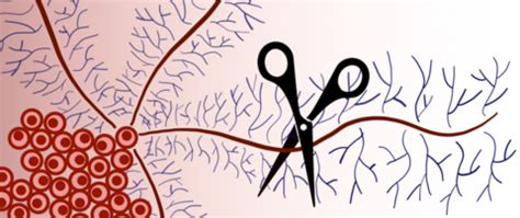Stanford chemists develop a tool to study rigid structures on cancer ...
