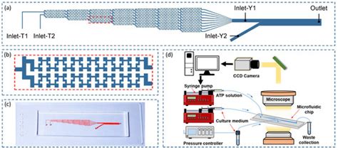 Modeling of Endothelial Calcium Responses within a Microfluidic ...