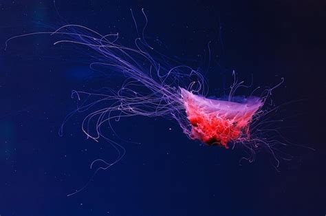 Image result for String Methods Which Are Suppported in Python