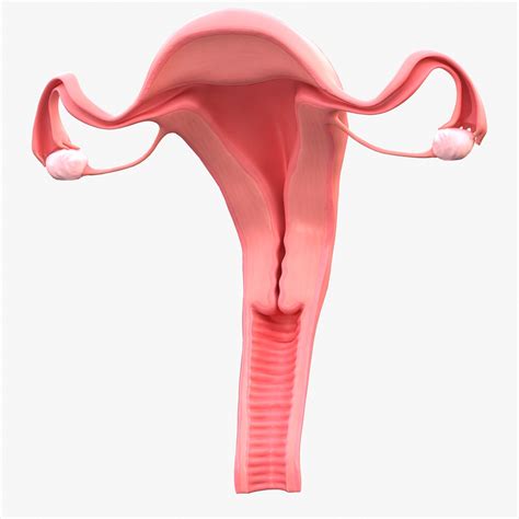 Image result for Reproductive System 3D Model