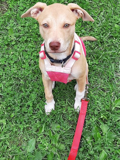 WINDHAM COUNTY HUMANE SOCIETY - Brattleboro VT - Hours, Directions ...