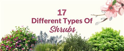 17 Different Types of Shrubs: Verities of Shrubs in India – Greenkin
