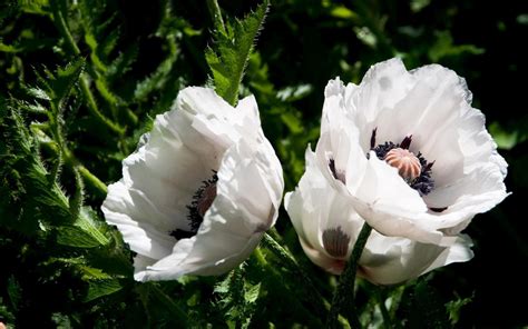 White Poppies Wallpaper